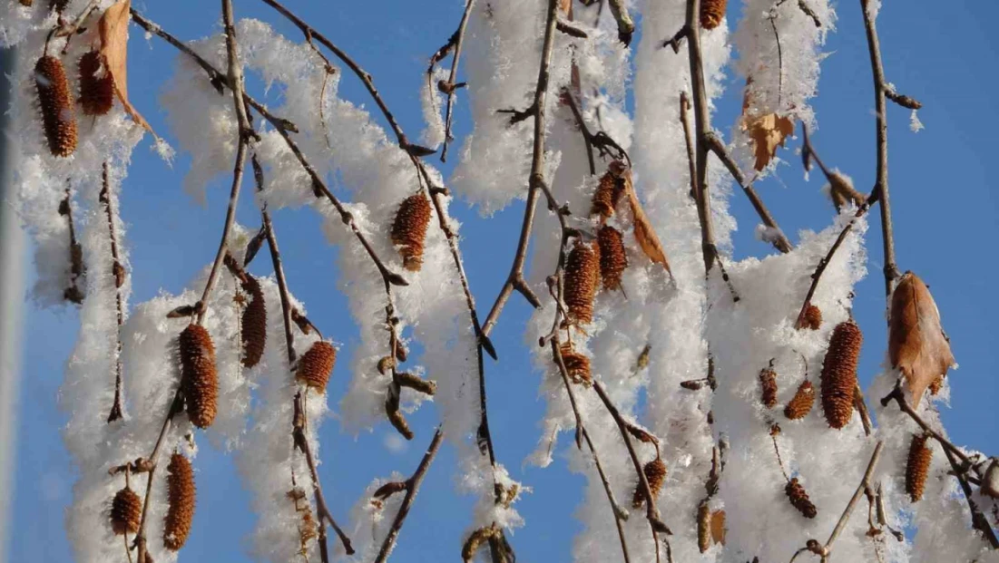 Göle'de eksi 27,4 derece: Ardahan'da dondurucu soğuklar devam ediyor
