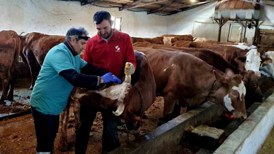 İliç’te şap ve brucella hastalığına karşı aşılama çalışmaları sürdürülüyor