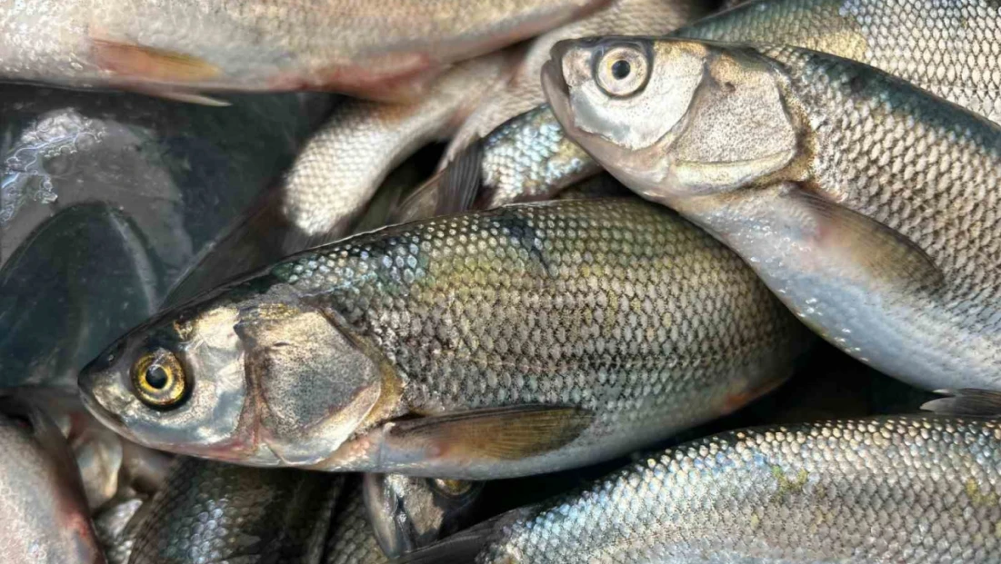 İnci kefali tezgâhlarda yerini aldı