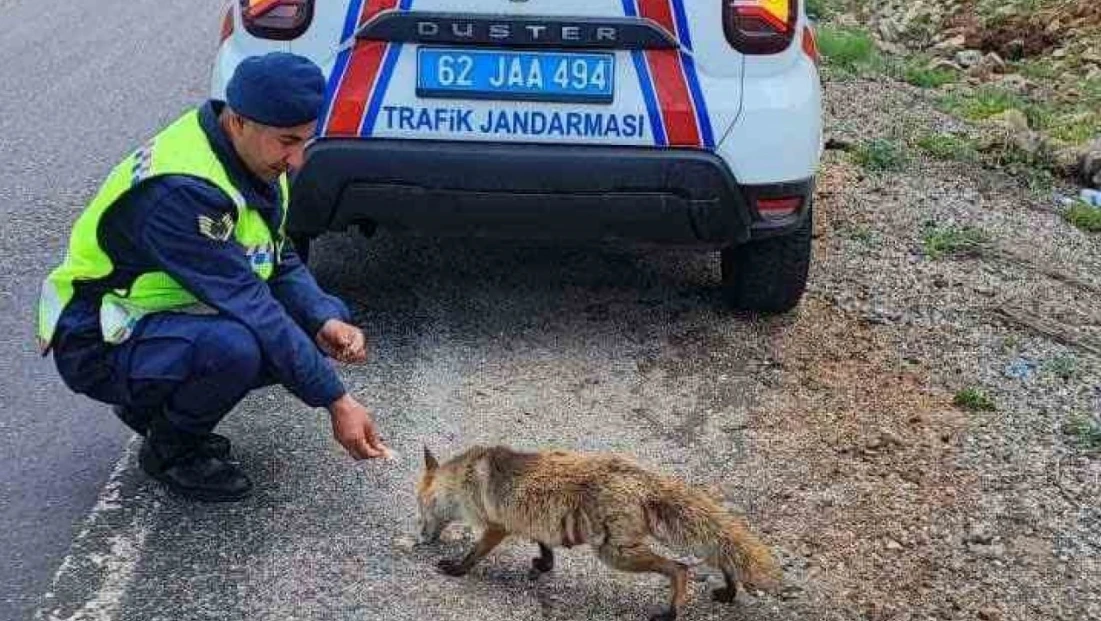 Jandarma ekibi tilkiyi elleri ile besledi