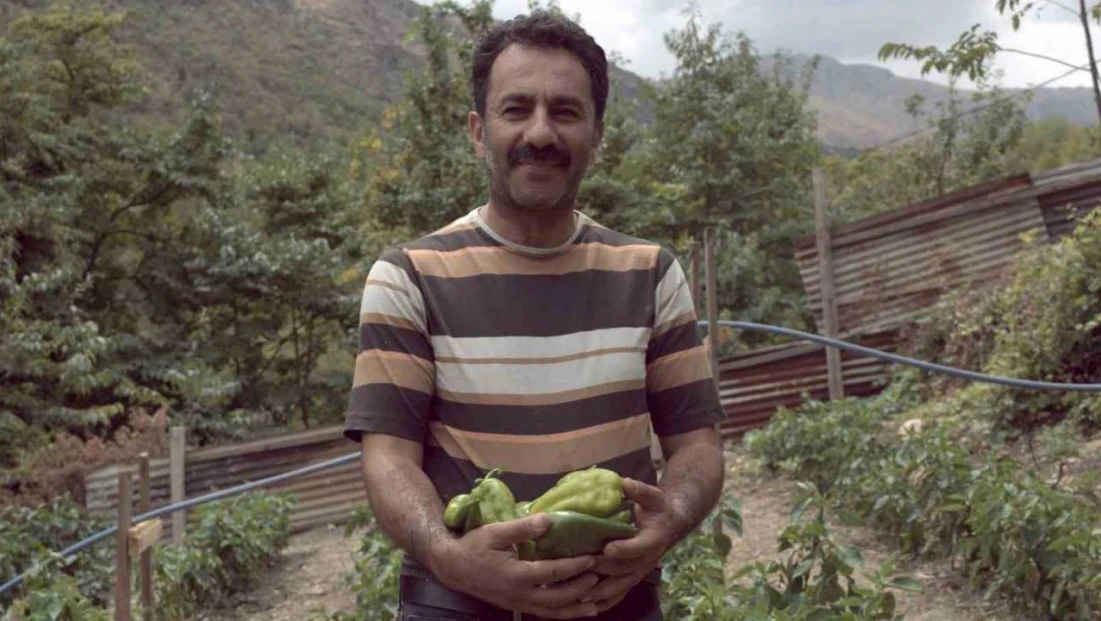 Kemaliye'de kapya biberi yetiştirilmeye başlandı