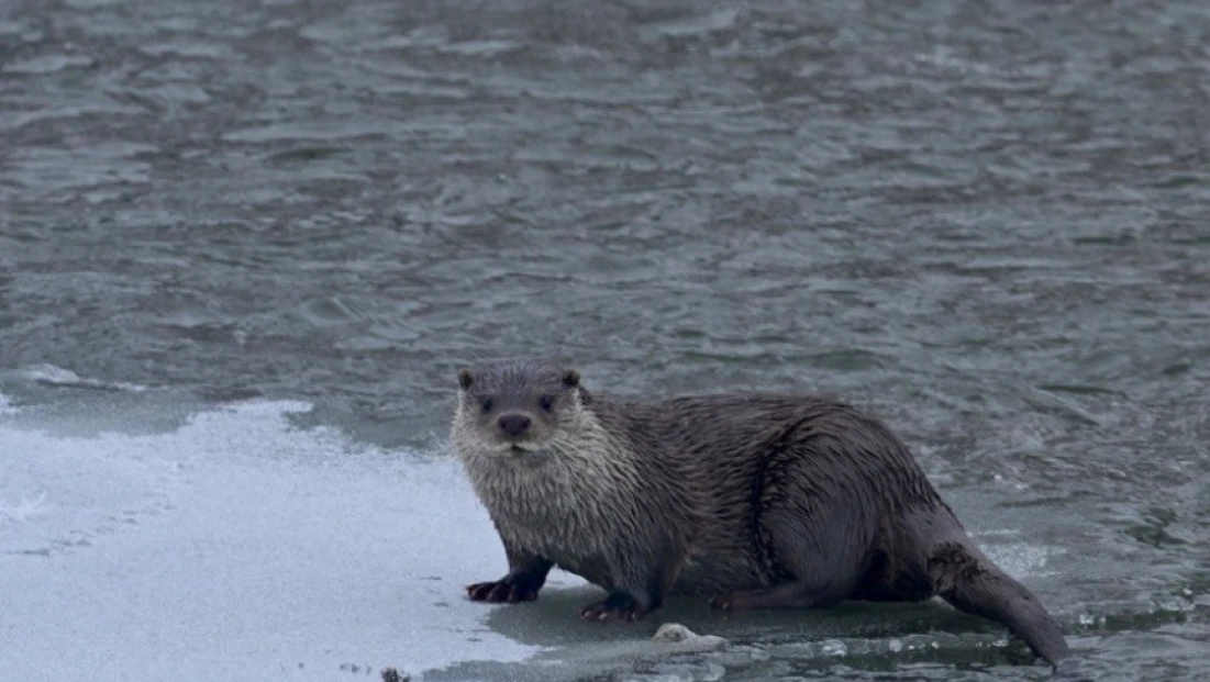 Necip fazıl ödülleri töreninde Erdoğan'dan Gazze mesajı: Netanyahu firavun zihniyeti