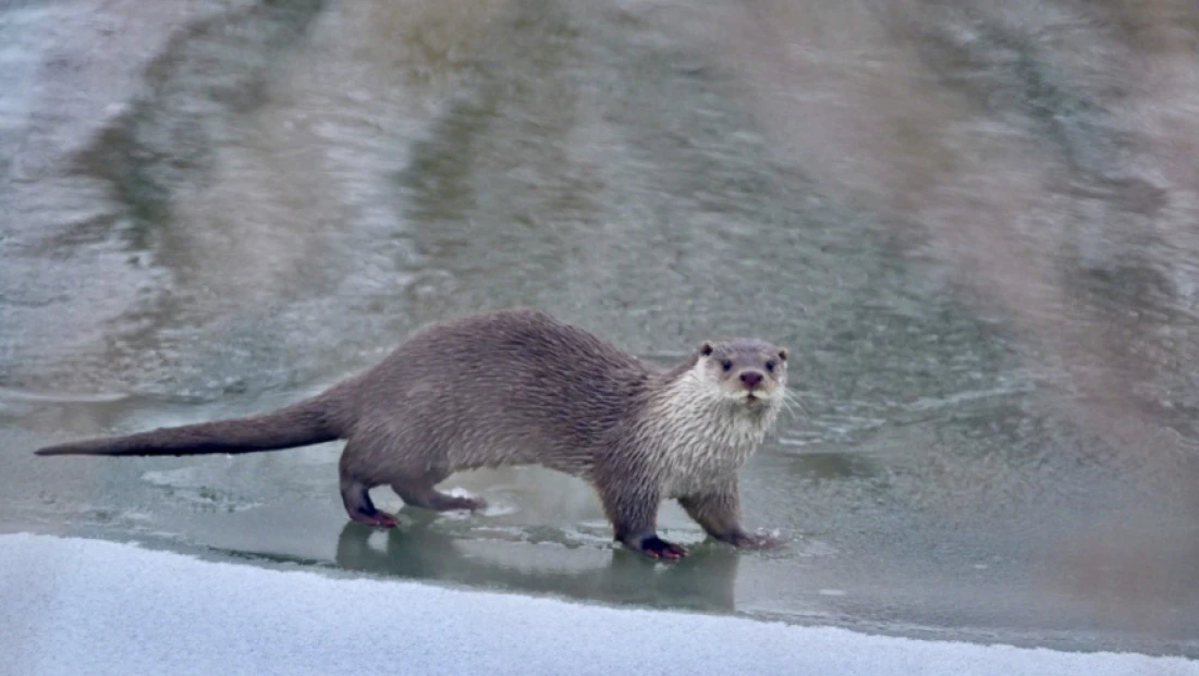 Donan karasu'da su samuru sürprizi: Muş'ta objektiflere yansıdı