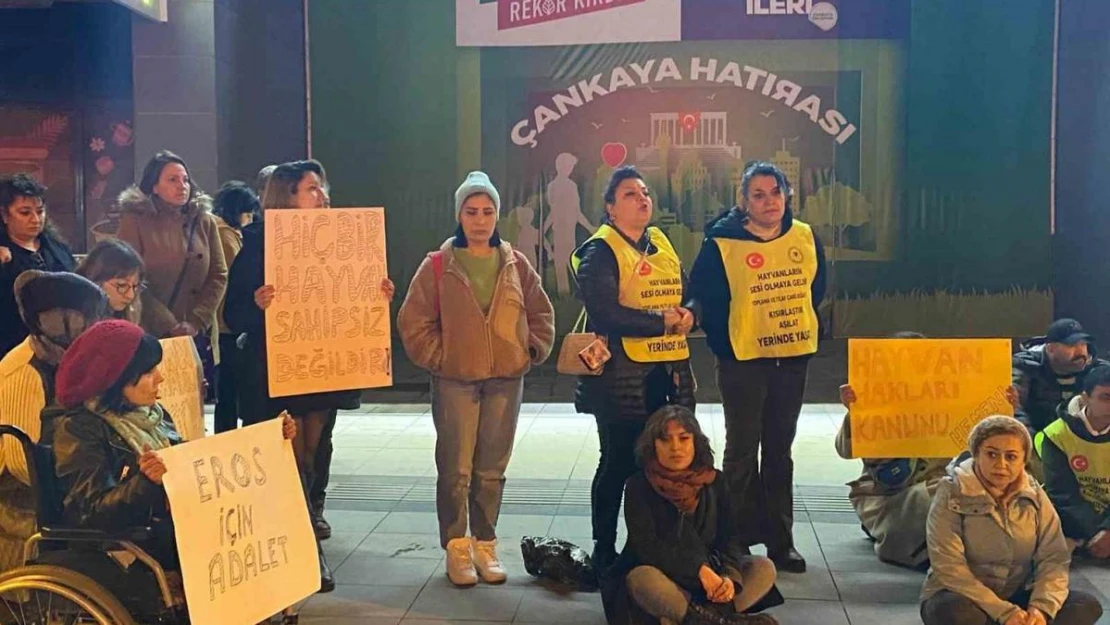 'Eros' isimli kediyle ilgili davadan çıkan karara tepki