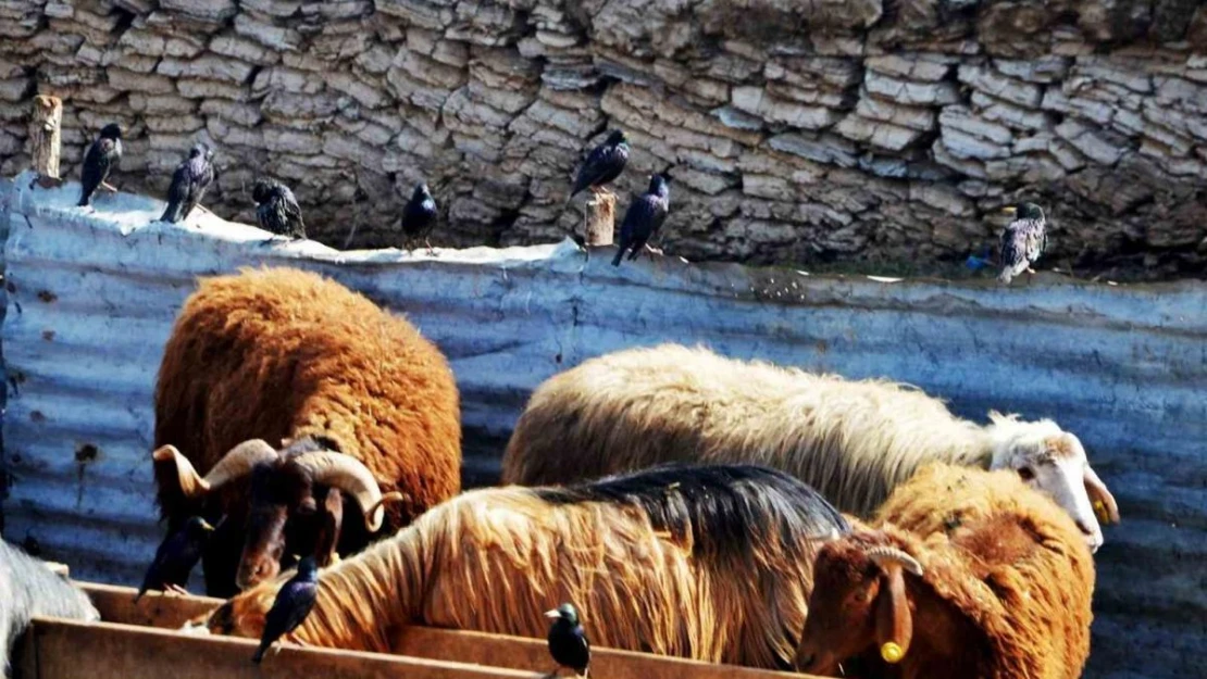 'Erzurum'da hayvan yetiştiriciliğinin güçlü yanları var'