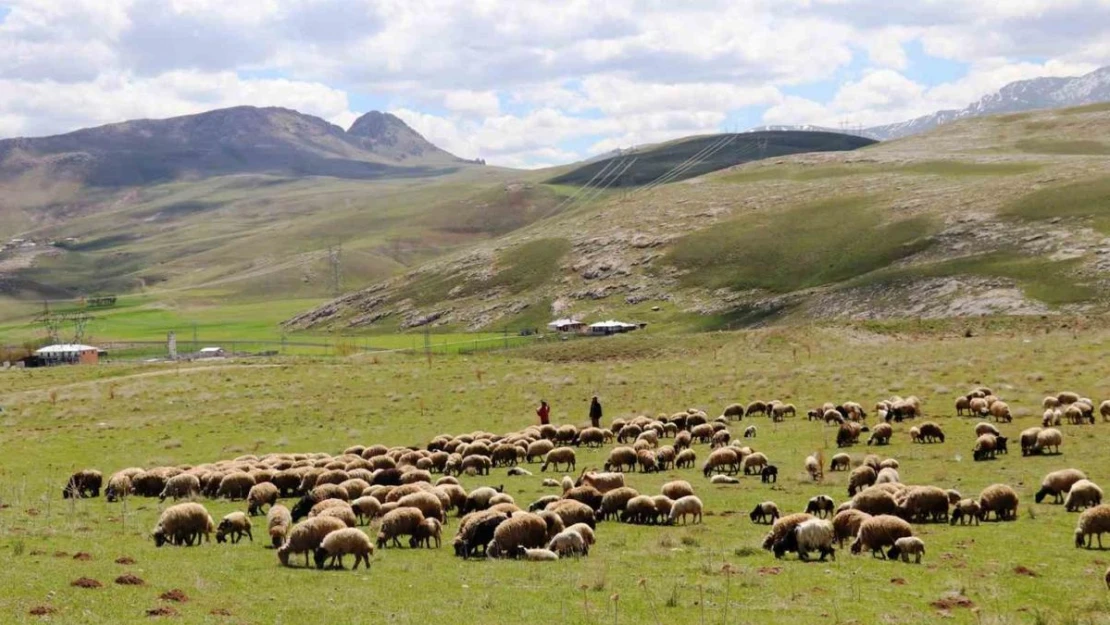 'Köyümde Yaşamak İçin Bir Sürü Nedenim Var' projesi çitçilerin yüzünü güldürdü