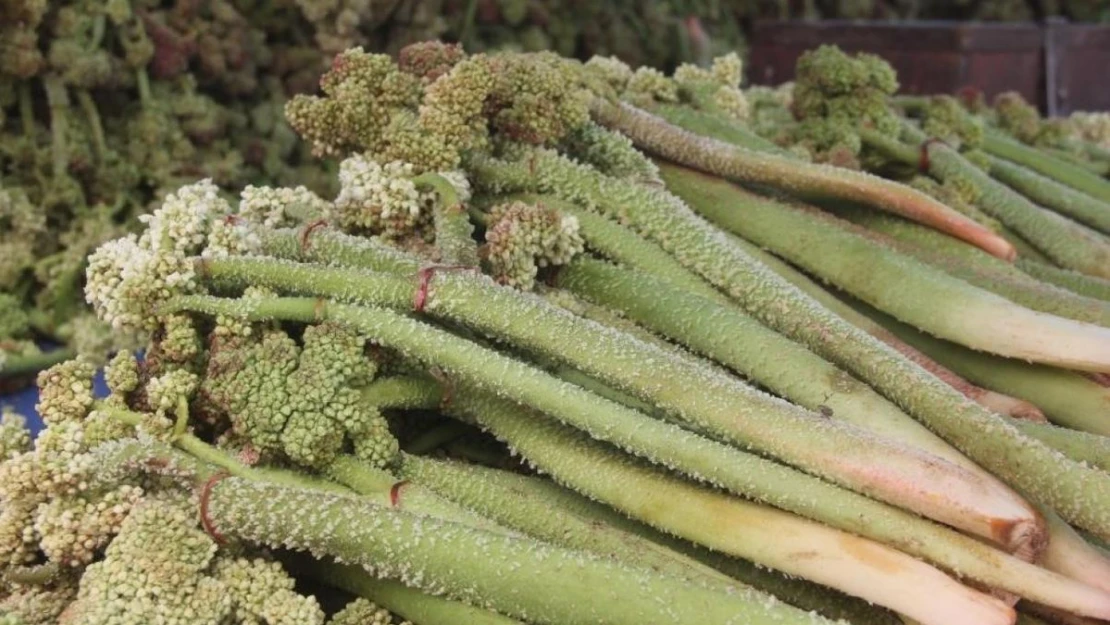 'Yayla Muzu' tezgâhlardaki yerini aldı