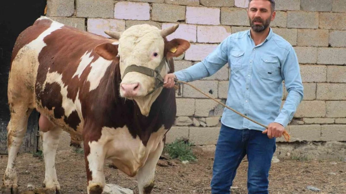 1 tonluk 'Çalo', Hakkari'de alıcısını bekliyor