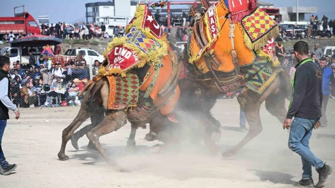 10. Salihli Deve Güreşleri Festivali yapıldı