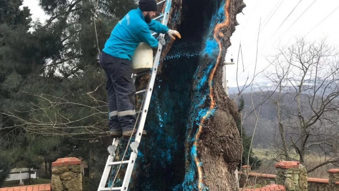 100 yıllık çınarın tedavisi yapıldı