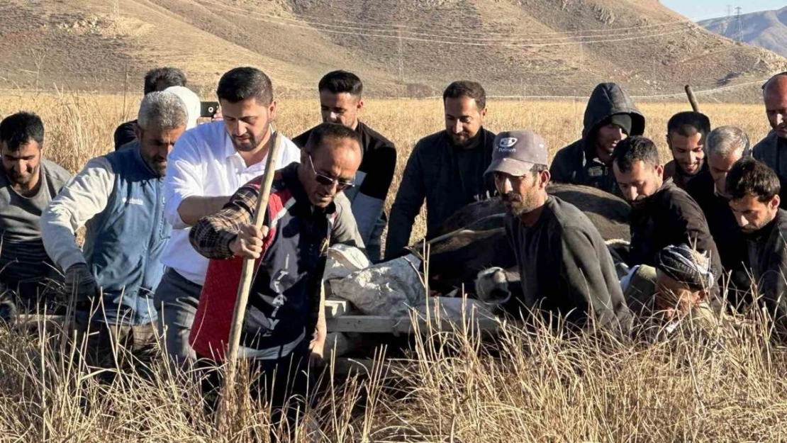 11 gün önce kaybolan ineği sedye ile kurtarma çalışması