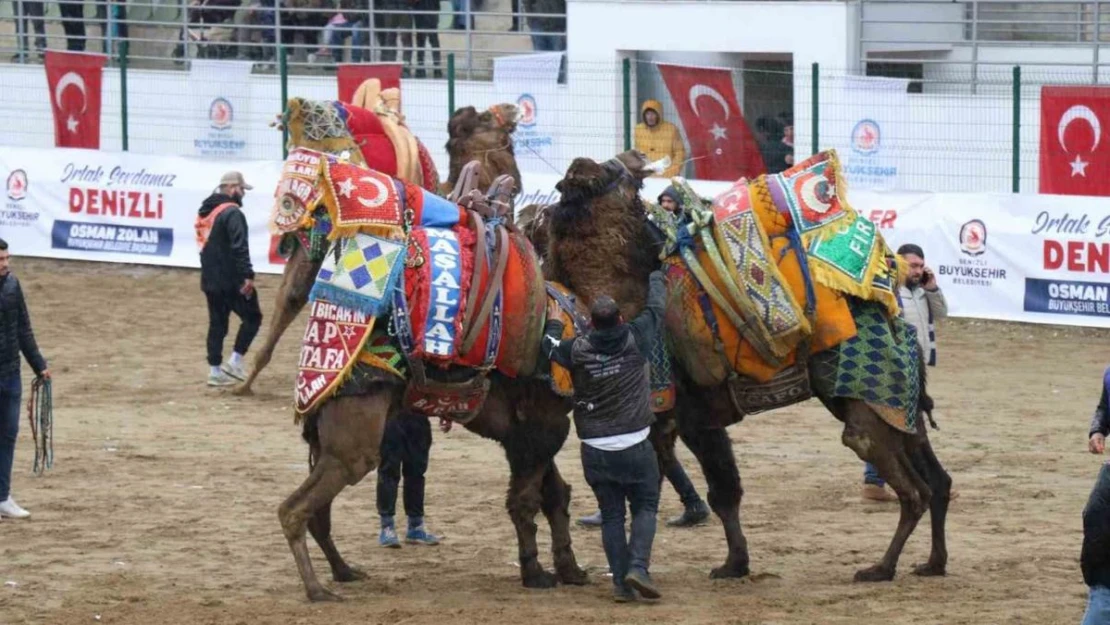 120 pehlivan deve Denizli arenasında buluştu