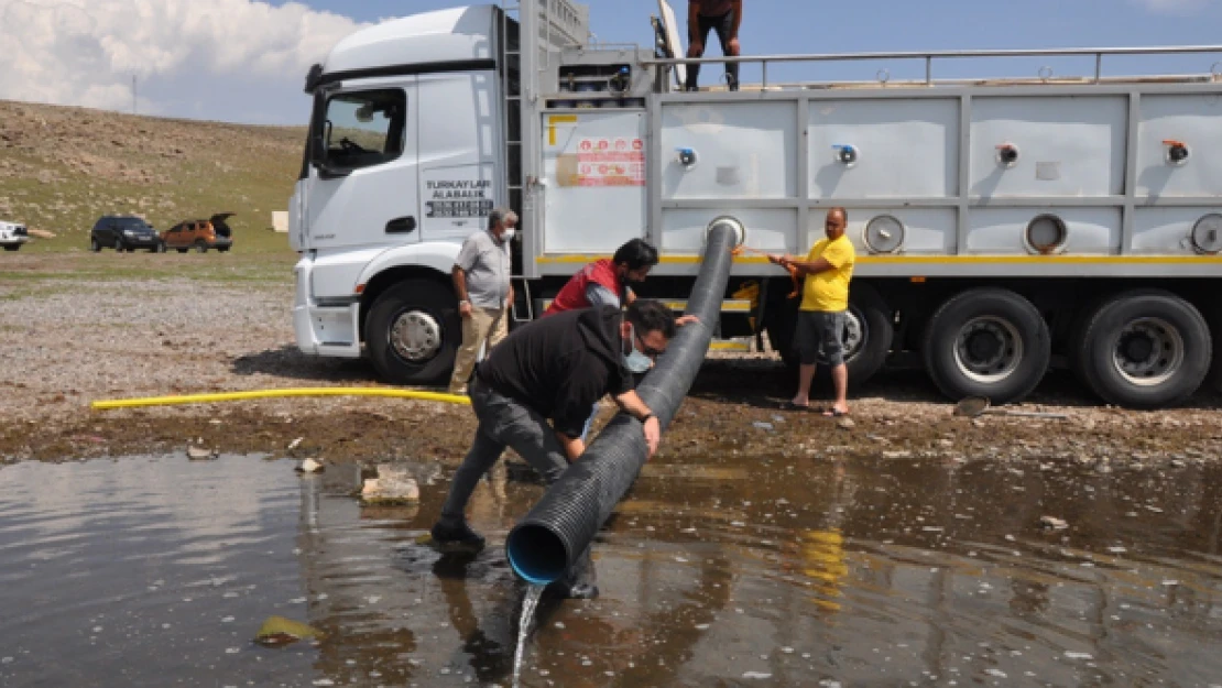 Kars'ta sazan yetiştiriciliği yapılacak