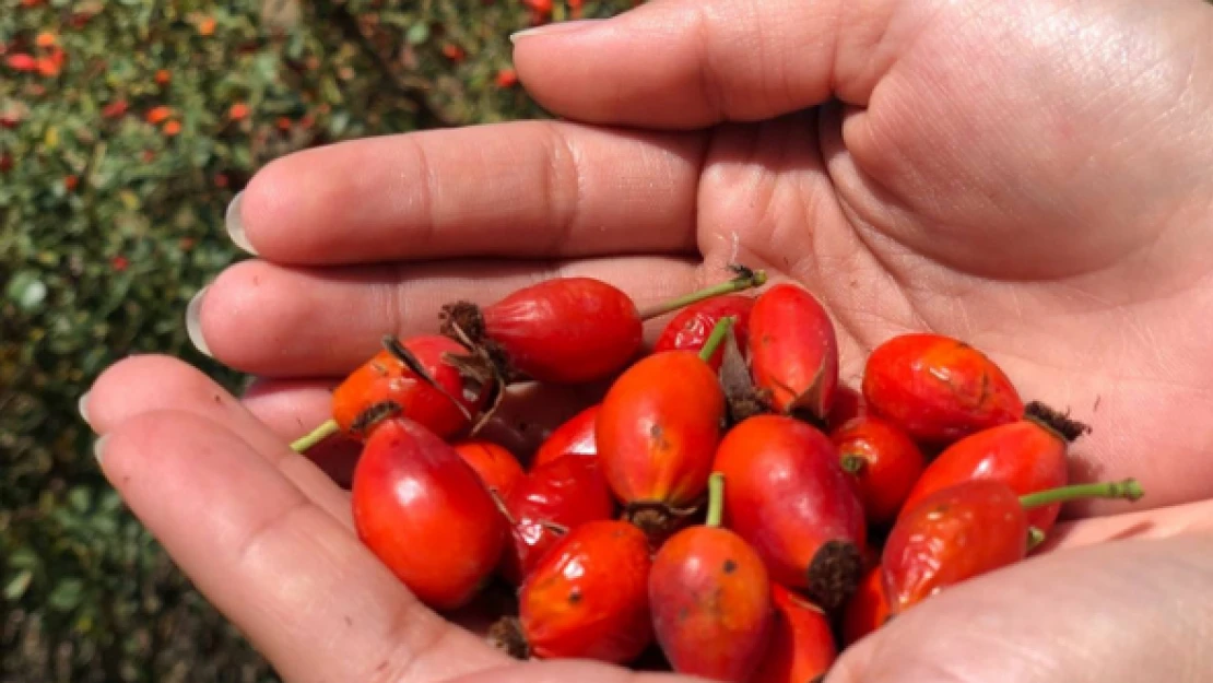 100 gramında bir kasa portakal kadar C vitamini var