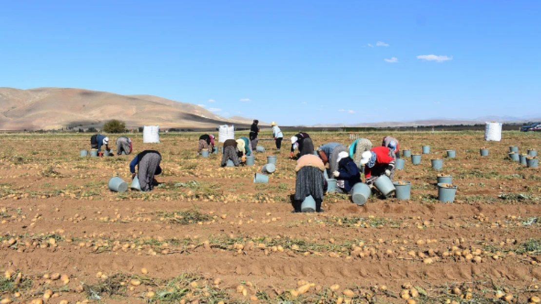 Bayburt'ta patates hasadı başladı