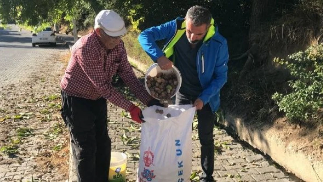 Erzincan'da köylülerin zorlu ceviz hasadı başladı