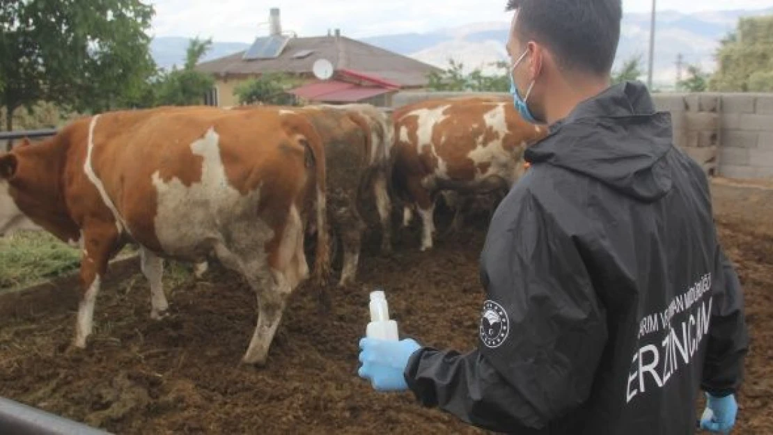 Erzincan'da, hayvan hastalıklarına karşı tedbirler arttı