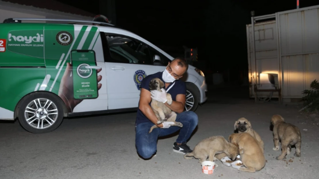 Hayvanları çuvala koyup suya attılar