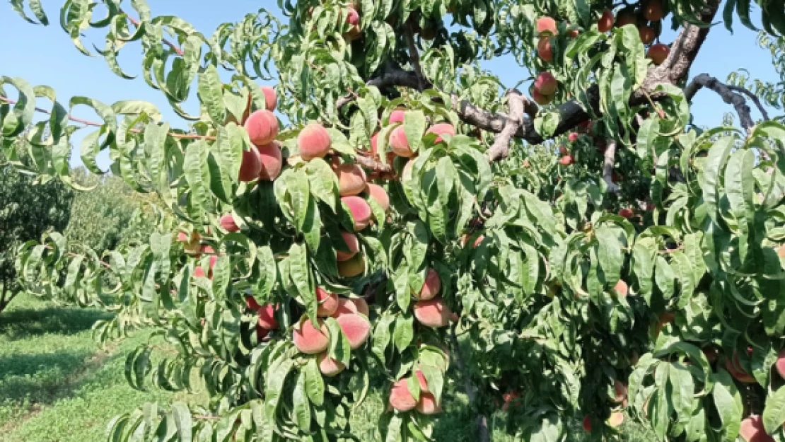 Iğdır'da şeftali hasadı başladı