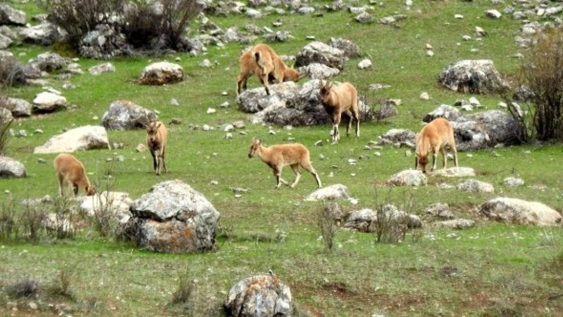 Terörden temizlenen yaylada yabani hayat canlandı