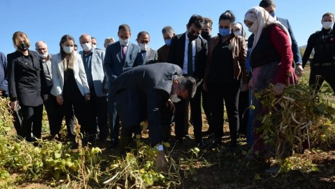 İspir fasulyesinin hasadına başlandı