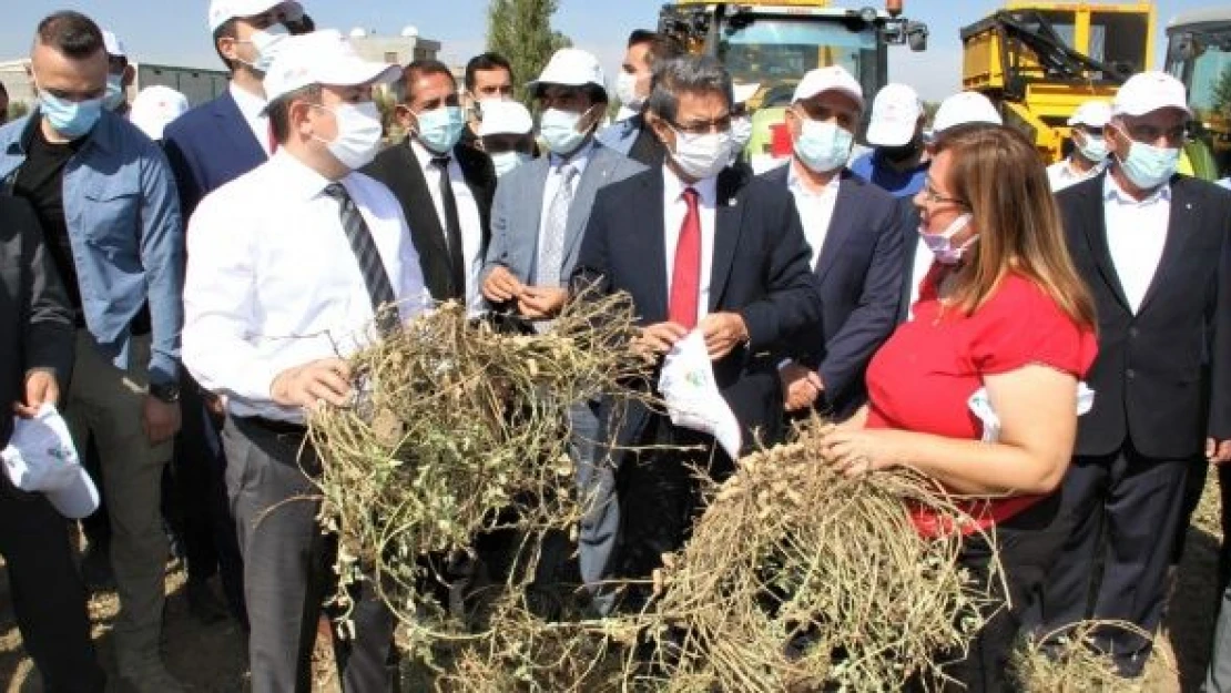 Yer fıstığı üretiminde rekor artış