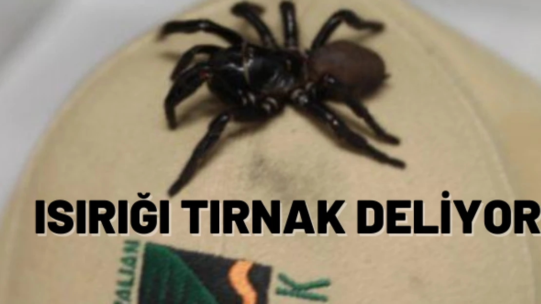 Isırığı tırnak deliyor