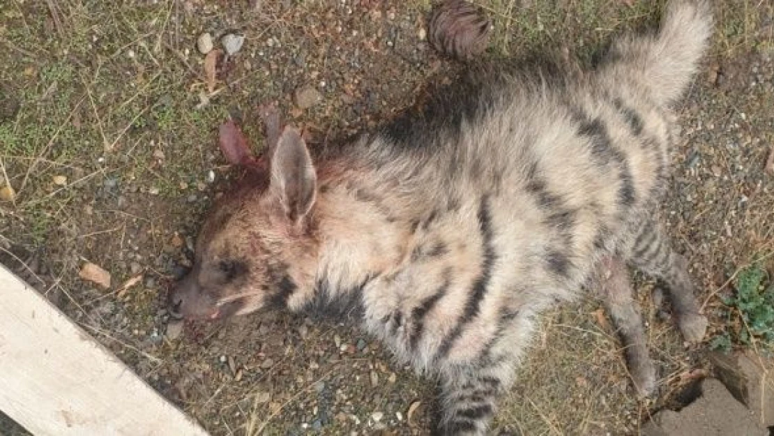 Nesli tükenmekte olan çizgili sırtlana çarptı!