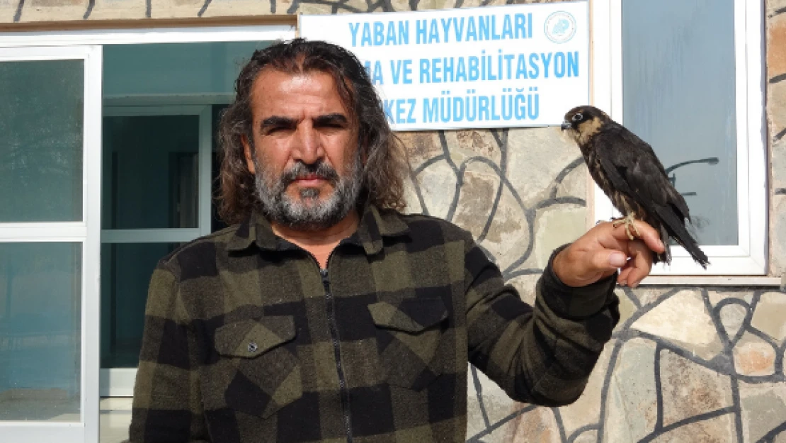 Yaralı 210 yaban hayvanı yeniden doğaya kazandırıldı