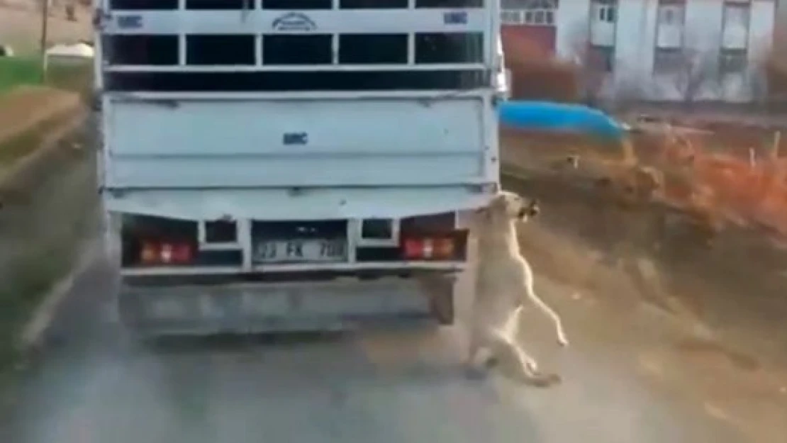 Cani sürücü yakalandı!