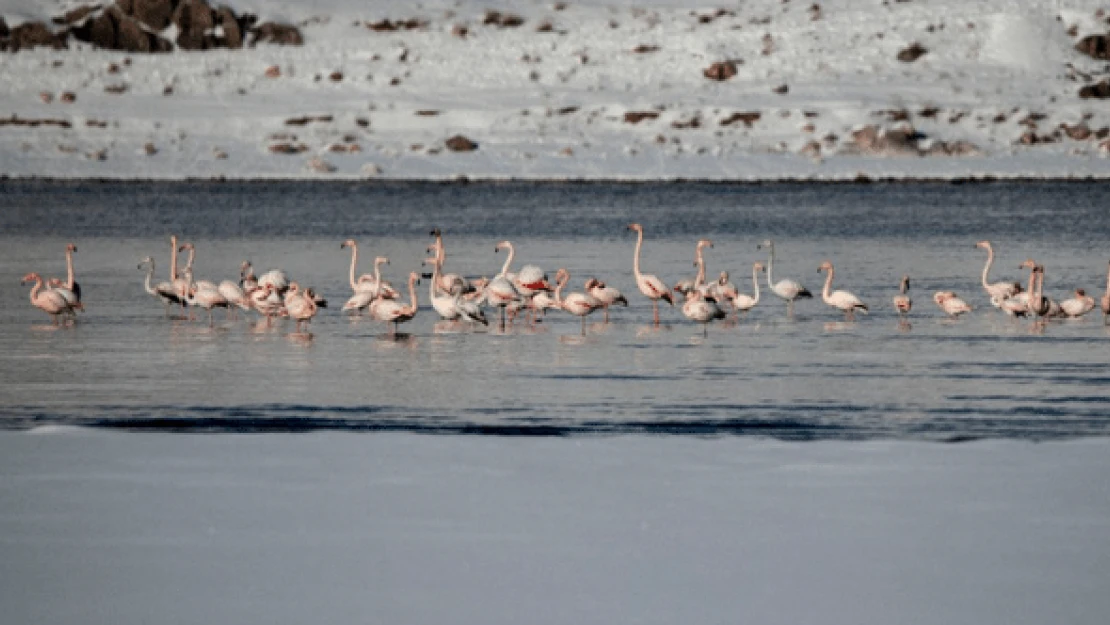 Flamingolar Van'ı sevdi