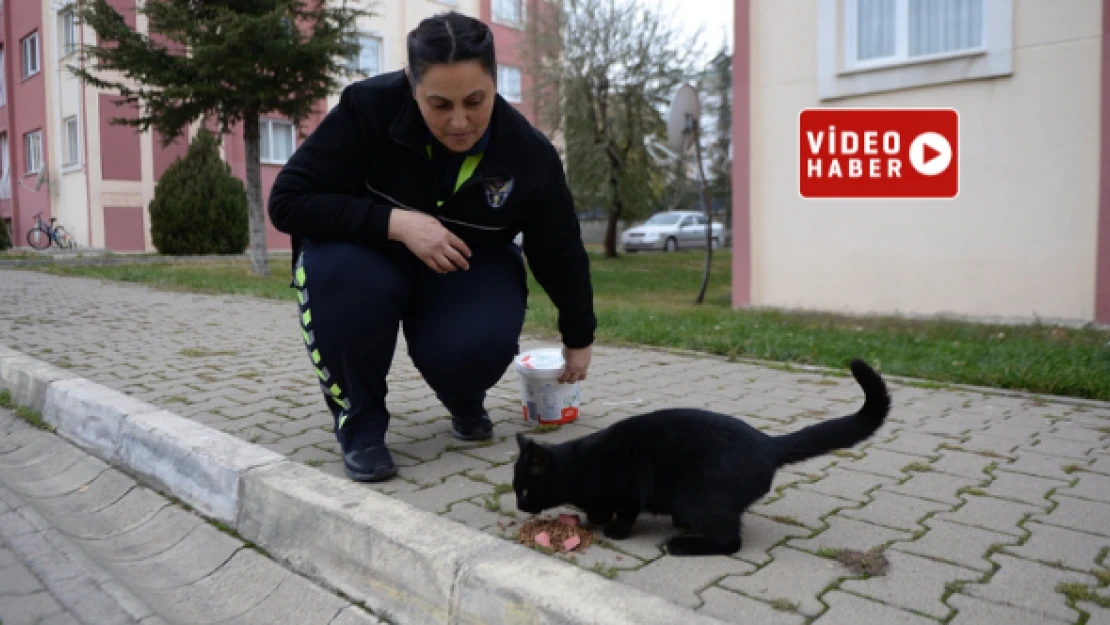 Hayvan dostu polis, sahipsiz canlara destek oluyor