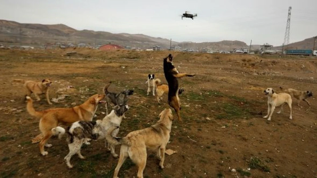 Köpeklerin drone ile imtihanı