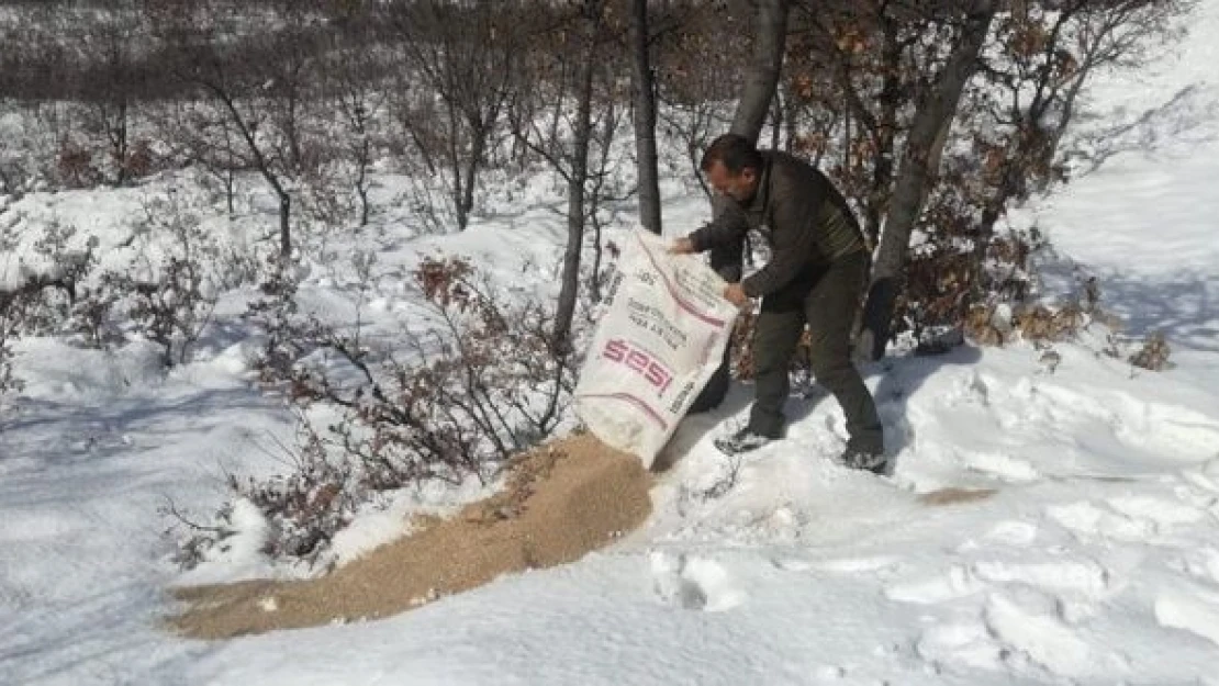 Tunceli'de yaban hayvanları unutulmadı