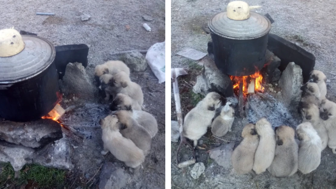 Yavru köpekler yürekleri ısıttı