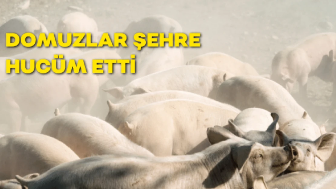 Domuz sürüleri şehre indi