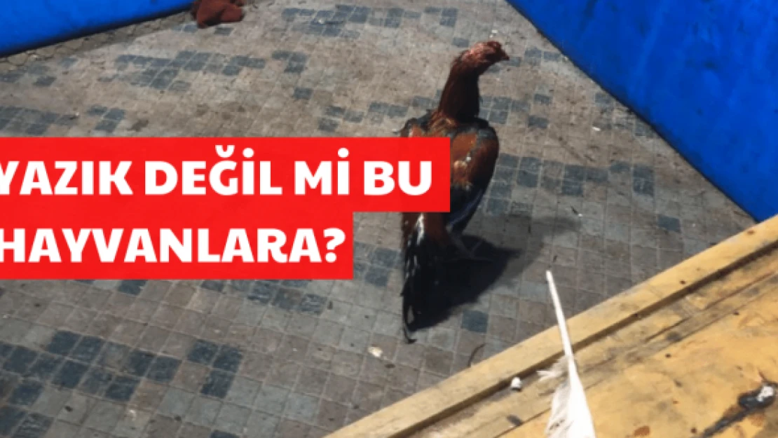 Hayvan düşmanları yakalandı!