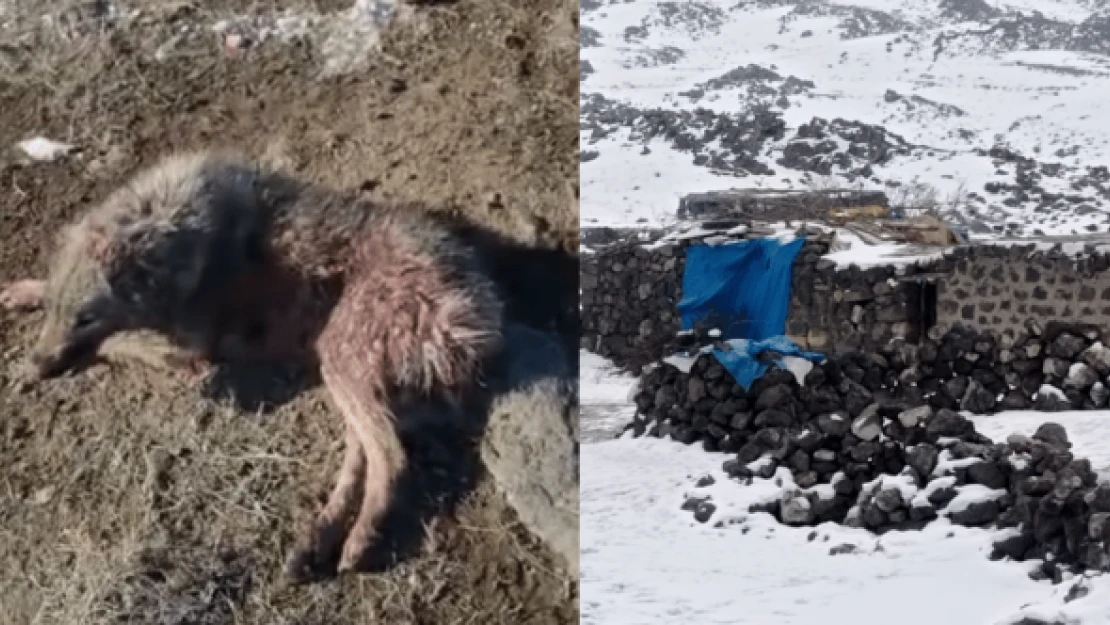 Iğdır'da skandal: aç bırakılan köpekler birbirini yedi