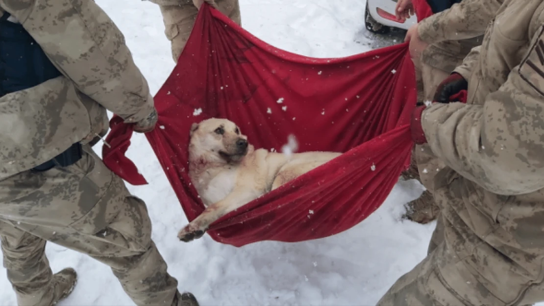 Kahraman jandarma köpeği kurtardı