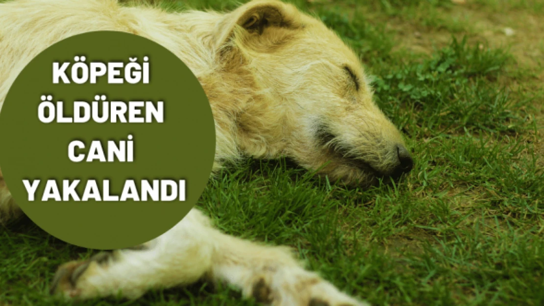 Köpeği öldüren cani gözaltına alındı