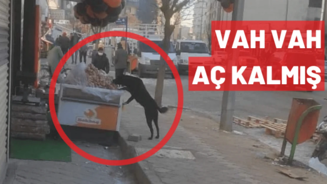 Köpek göz hakkını aldı