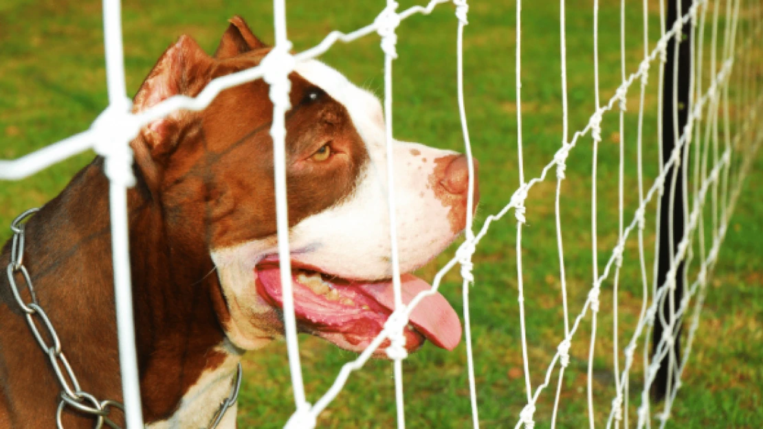 Pitbull saldırısı cezasız kalmadı