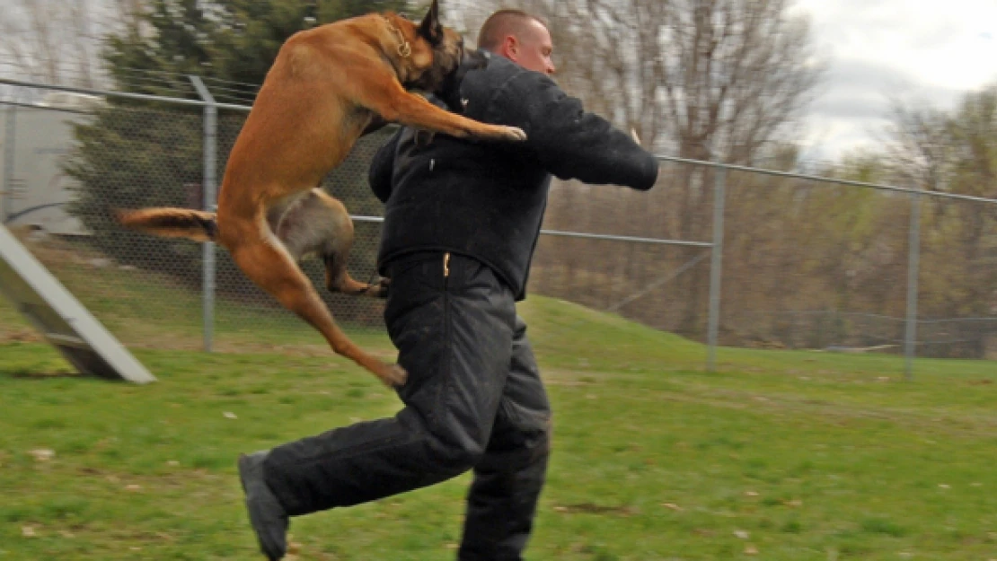 Bingöl'de sokak köpekleri imama dehşeti yaşattı!