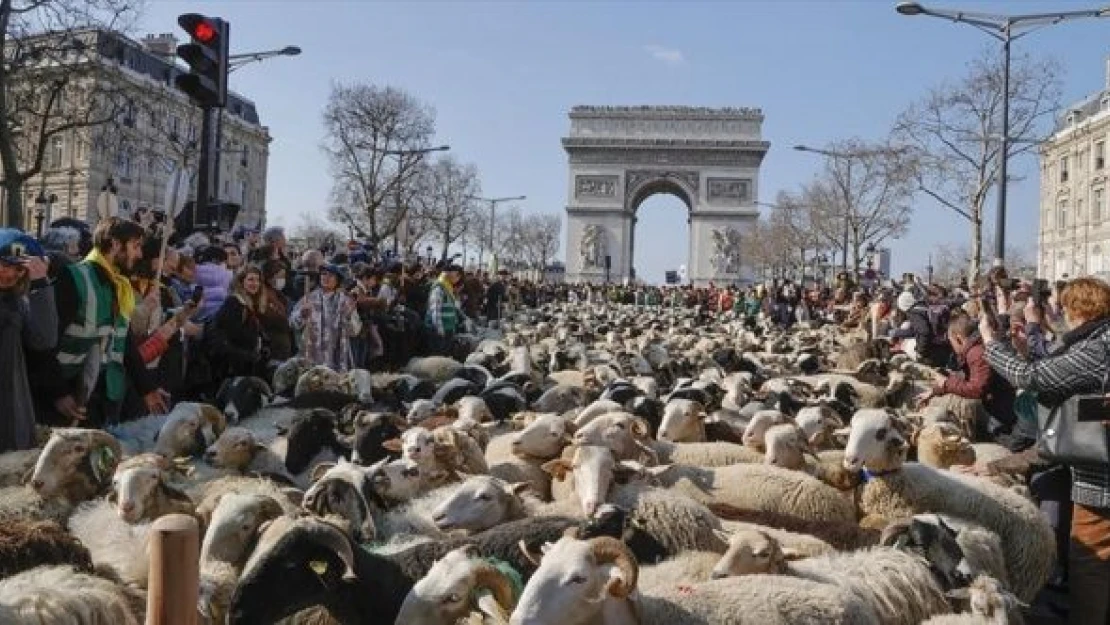 Paris'i koyunlar bastı