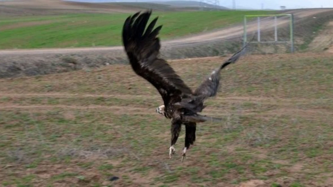 Kars'ta yaralı halde kara akbaba bulundu!