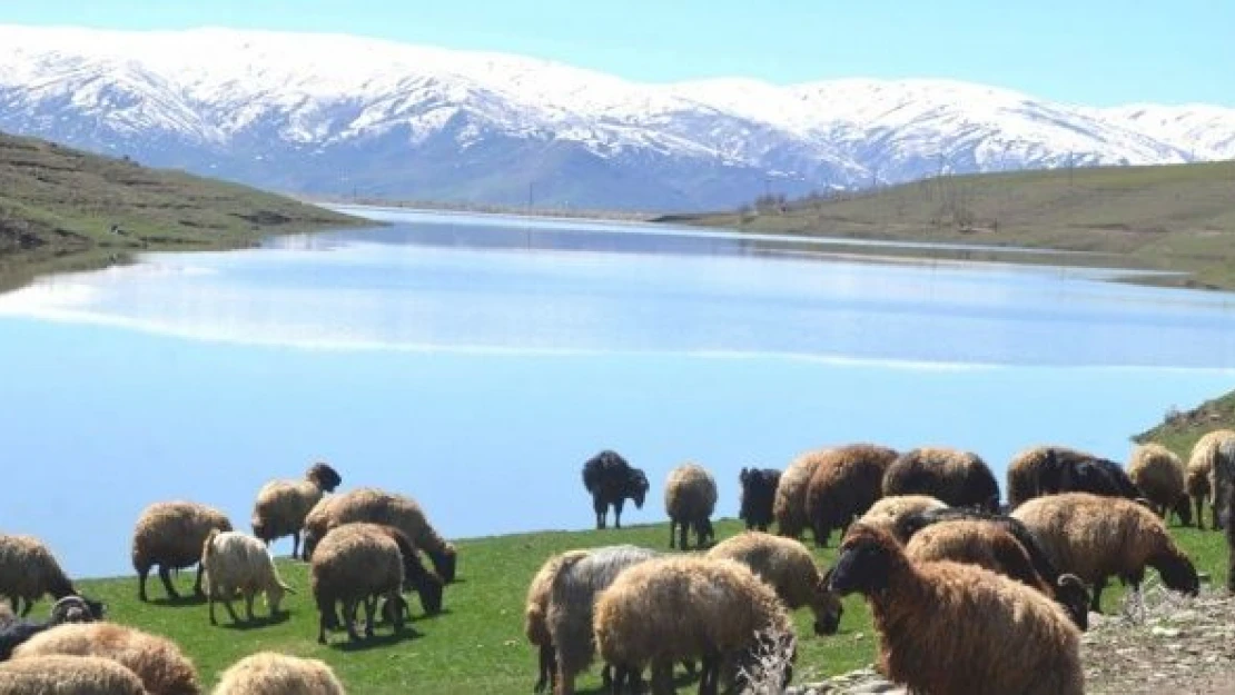 Muş'ta yağışlar üreticinin yüzünü güldürdü