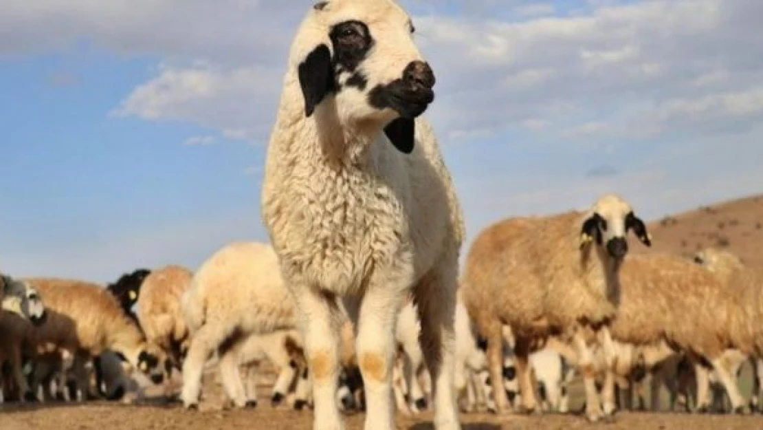 Erzincan'da kuzular telef oldu