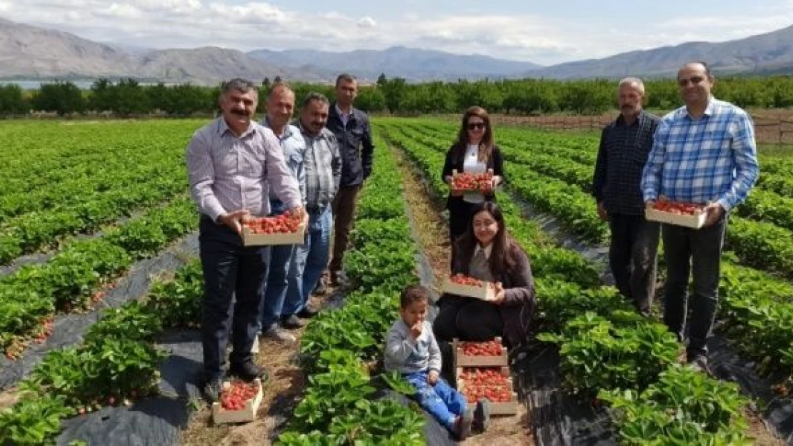 Malatya'da kale çileği satışa sunuldu