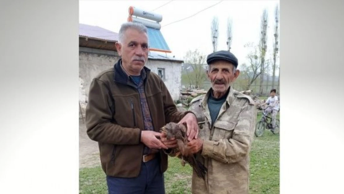 Kars'ta yaralı halde kızıl şahin bulundu