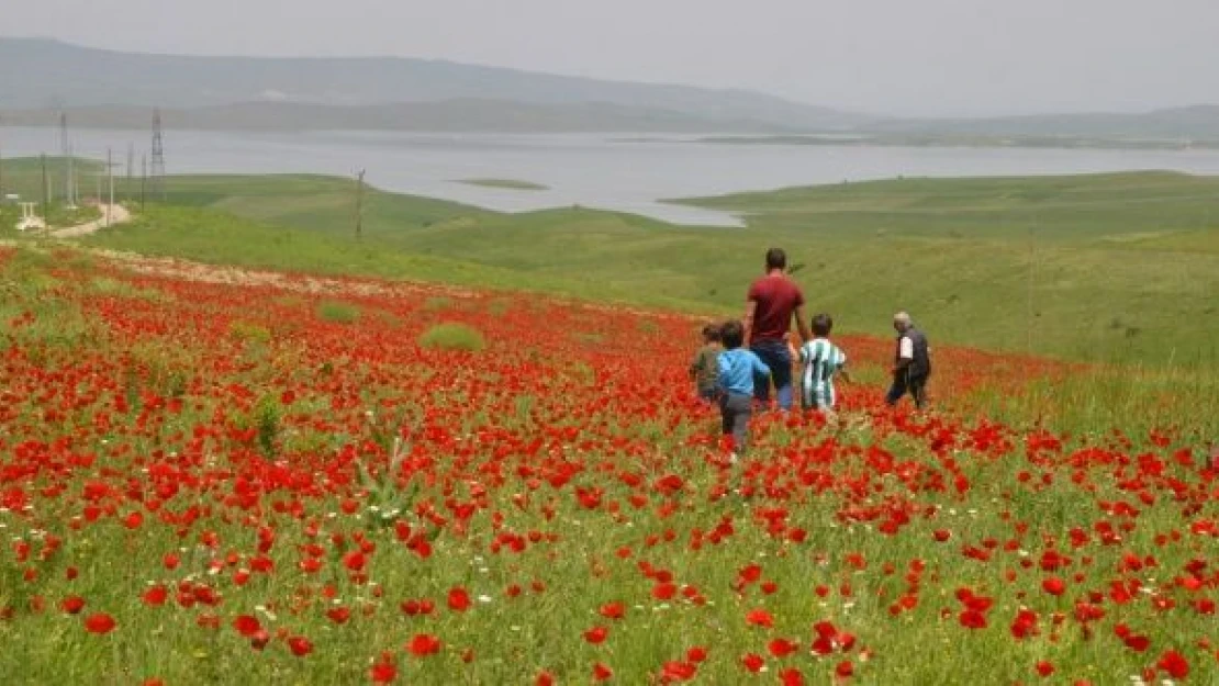 Muş Ovası ala boyandı